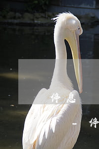 停息掛賬能協(xié)商最后一次性償還嗎-停息掛賬后還款可以延期幾天
