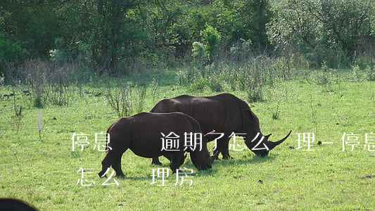 停息掛賬逾期了怎么辦理-停息掛賬逾期了怎么辦理房貸