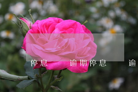 停息掛賬逾期（停息掛帳逾期嚴(yán)重嗎）
