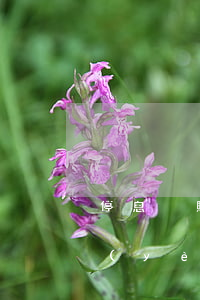 停息掛賬銀行要流水干嘛(有停息掛賬這項業(yè)務(wù)嗎)