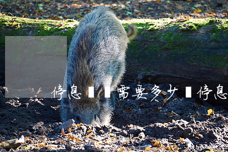 停息掛賬需要多少錢 停息掛賬一般怎么收費