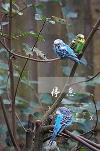 停息掛賬需要本金還嗎(停息掛賬還需要收手續(xù)費(fèi)嗎)