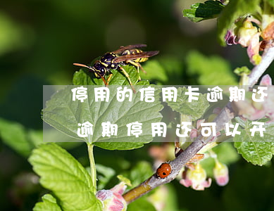 停用的信用卡逾期还完了应该注销吗（信用卡逾期停用还可以开通吗）