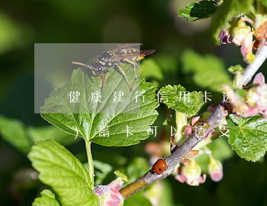 健康建行信用卡透支到什么(建行儲(chǔ)蓄卡可以透支嗎)