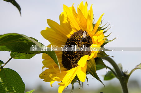 健康险管理办法...