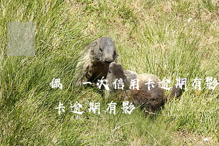 偶爾一次信用卡逾期有影響嗎(偶爾一次信用卡逾期有影響嗎)