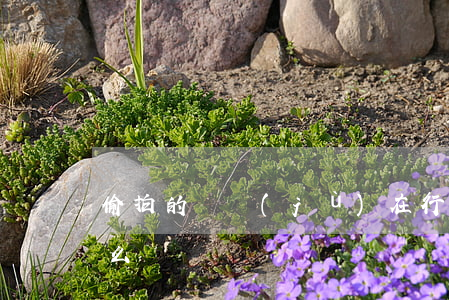 偷拍的證據(jù)在行政訴訟中可以采用么