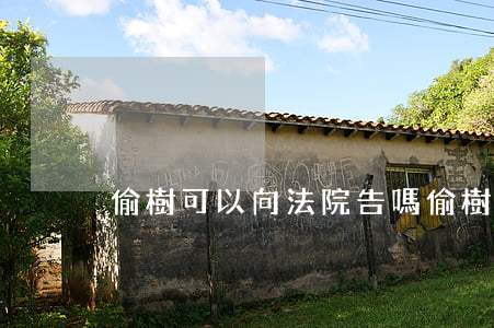 偷樹可以向法院告嗎(偷樹怎么判刑)