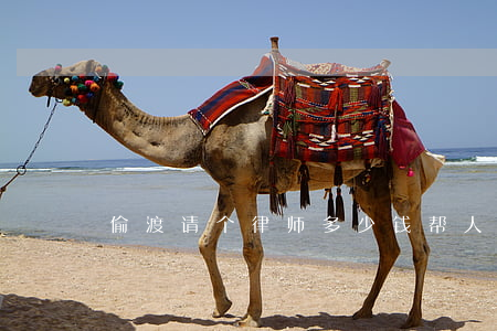 偷渡请个律师多少钱(帮人偷渡什么罪)