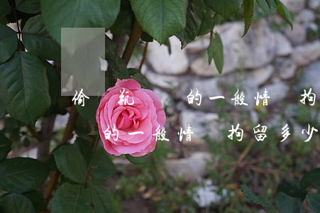 偷電瓶車舊的一般情況拘留多少天(偷電瓶車舊的一般情況拘留多少天要不要銬手進(jìn)去了)