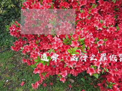 偽造律師函什么罪(假冒律師函犯罪嗎)