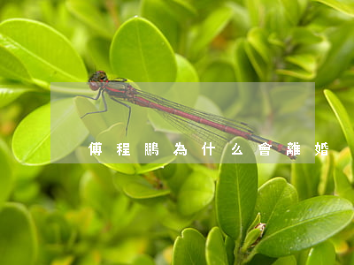傅程鵬為什么會離婚