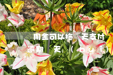 備用金可以拖幾天支付寶逾期(支付寶備用金逾期幾天會(huì)怎樣)