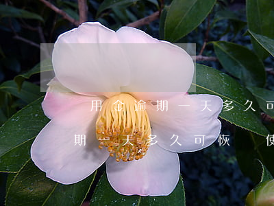 備用金逾期一天多久可恢復使用-備用金逾期一天多久可恢復使用啊