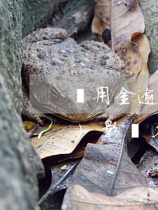 備用金逾期七天會(huì)不會(huì)影響花唄-備用金逾期七天會(huì)不會(huì)影響花唄額度