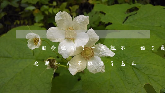 備用金逾期了一天就不讓借了是嗎-備用金逾期一天不能借了怎么辦