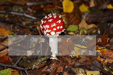 備用金逾期了兩天還清了怎么辦-備用金逾期了兩天還清了怎么辦呢