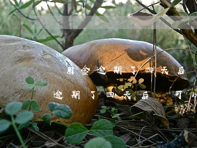 備用金逾期了四天后還可以使用嗎-備用金逾期了四天后還可以使用嗎安全嗎