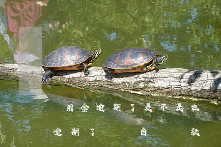 備用金逾期了是不是也會主動扣費-備用金逾期了還會自動還款嗎