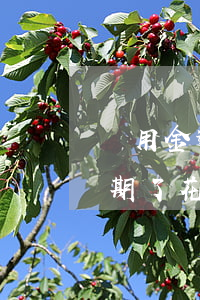 備用金逾期了花唄停了多久能用-備用金逾期了花唄停了多久能用了