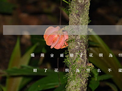 備用金逾期了花唄為什么不能用-備用金逾期了花唄為什么不能用了呢