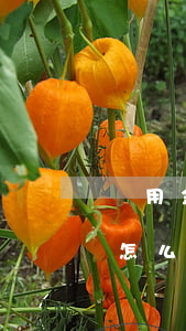 備用金逾期二百多天(備用金逾期二百多天會怎么樣)