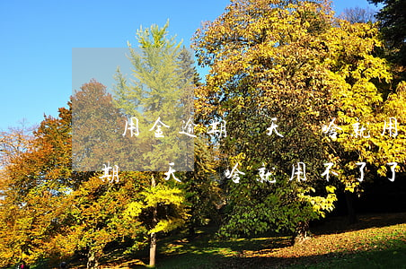 備用金逾期兩天為啥就用不了了-備用金逾期兩天為啥就用不了了呢