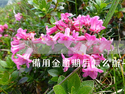 備用金逾期后怎么辦-備用金逾期了有事嗎