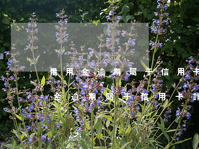備用金逾期屬于信用卡詐騙嗎怎么舉報（備用金逾期屬于信用卡詐騙嗎）