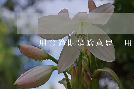 備用金逾期是啥意思（備用金逾期顯示什么）