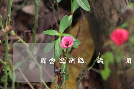 備用金逾期能貸款嗎(備用金可以逾期嗎)