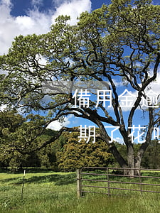備用金逾期花唄分期的要全還嗎-備用金逾期了花唄會被鎖嗎?花唄還款還是按期還?