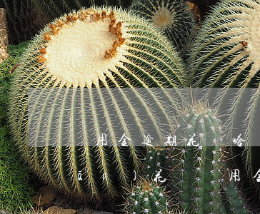備用金逾期花唄啥時(shí)候關(guān)(花唄備用金逾期了幾天怎么不能用花唄了)