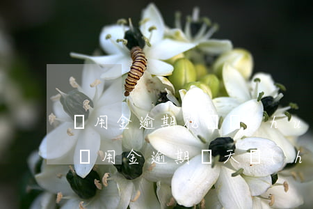 備用金逾期花唄會(huì)被停嗎(支付寶備用金逾期兩天會(huì)影響花唄嗎)