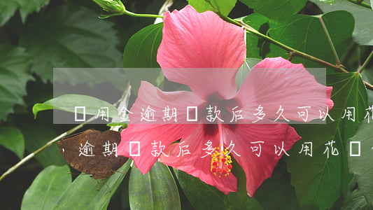 備用金逾期還款后多久可以用花唄-備用金逾期還款后多久可以用花唄付款