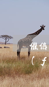 催信用卡逾期的工作人員（專門(mén)負(fù)責(zé)信用卡逾期的部門(mén)）