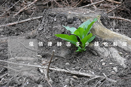 催債律師函多少錢(收到催款律師函后怎么辦)