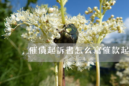 催債起訴書怎么寫(催款起訴書范本)