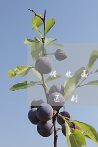 催收函与律师函区别(律师函和催告函有什么区别)