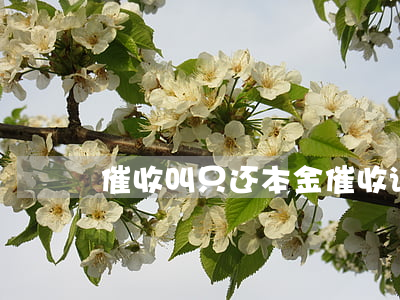 催收叫只还本金(催收说只还本金可信吗)