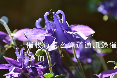 催收員怎么知道通訊錄(催收員怎么知道通訊錄的)