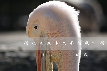 催收大概多久不催收-催收大概多久不催收會(huì)被抓