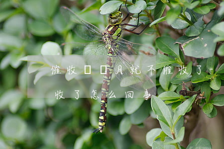 催收幾個月就不催收了-催收幾個月就不催收了怎么回事