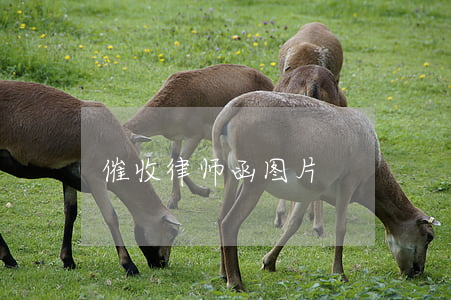 催收律师函图片