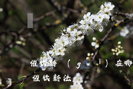 催收新規(guī)在哪條法律 2021年催收新法
