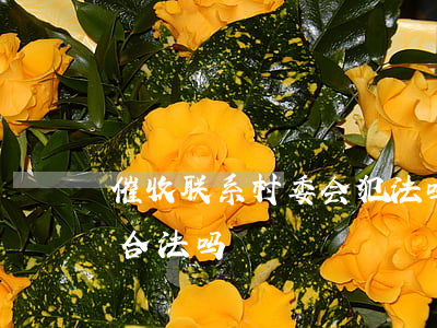 催收联系村委会犯法吗(催收电话打到村委会合法吗)