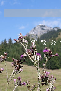 催款公司將我貸款逾期(催款公司將我貸款逾期)