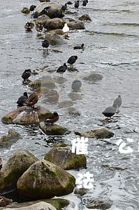 催賬公司是怎么要賬的(催賬公司上門催賬合法嗎)
