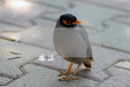 傳播淫穢視頻