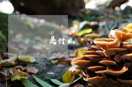 傳銷是什么